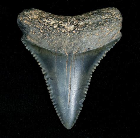 buy jet black great white fossil tooth|great white teeth for sale.